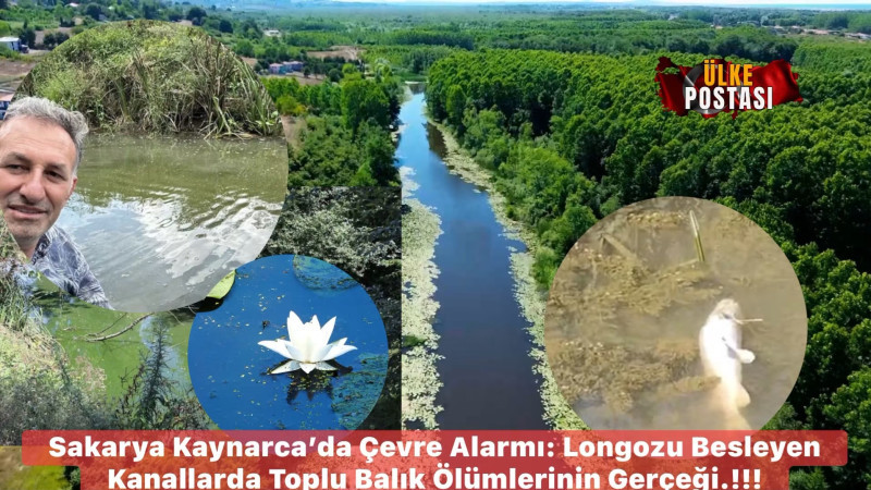 Sakarya Kaynarca’da Çevre Alarmı: Longozu Besleyen Kanallarda Toplu Balık Ölümlerinin Gerçeği.