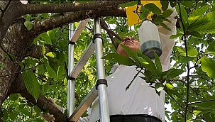 Sakarya'da Kestane ağaçlarında gal arısı önlemi başladı