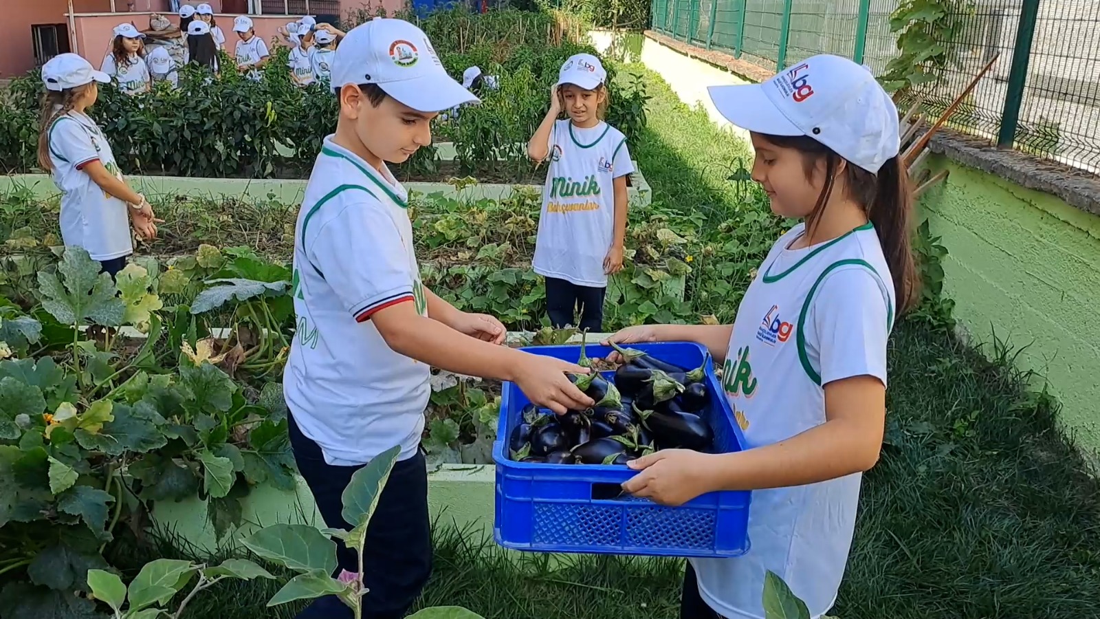 Sakarya'da Minik Çiftçiler ektiklerini biçti.