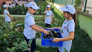 Sakarya'da Minik Çiftçiler ektiklerini biçti.